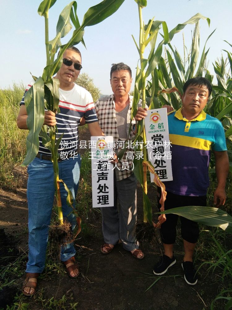 黑(hēi)龍江雙鴨山(shān)市與佳木斯市的超聲波玉米、水(shuǐ)稻種植田調查