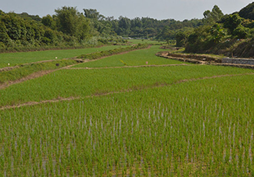 超聲波技(jì)術(shù)增産香稻 畝産增1成