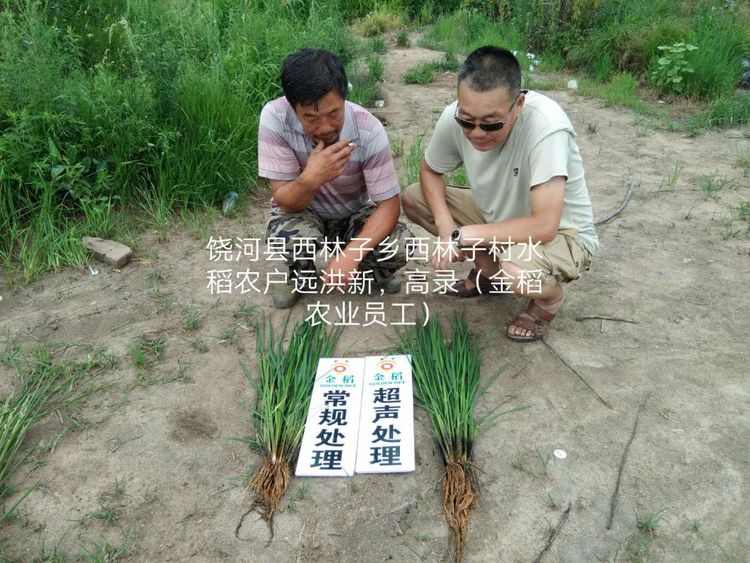 黑(hēi)龍江雙鴨山(shān)市與佳木斯市的超聲波玉米、水(shuǐ)稻種植田調查