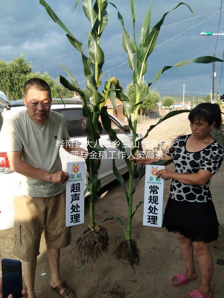 黑(hēi)龍江雙鴨山(shān)市與佳木斯市的超聲波玉米、水(shuǐ)稻種植田調查