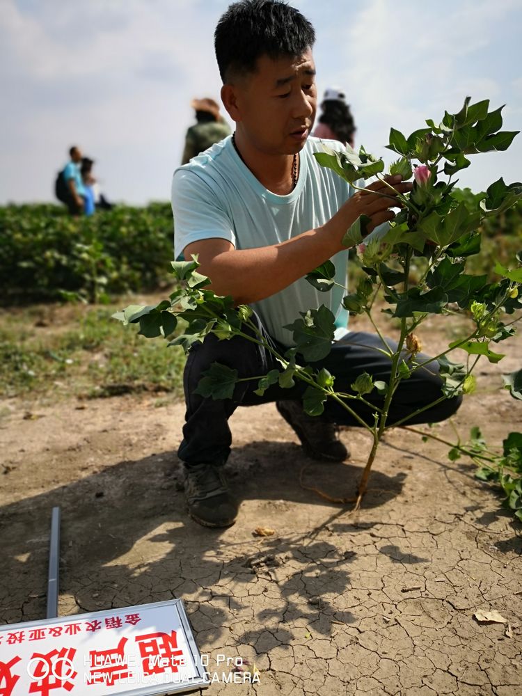 7月新疆超聲波棉花(huā)田田間(jiān)調查